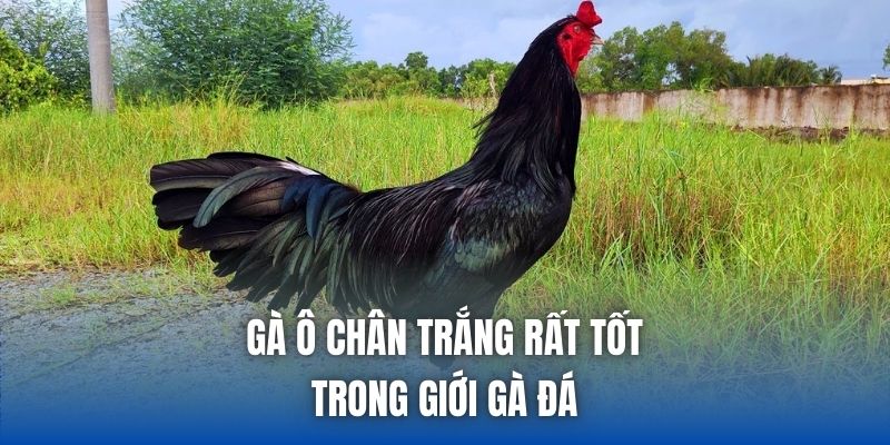 Gà ô chân trắng rất tốt trong giới gà đá